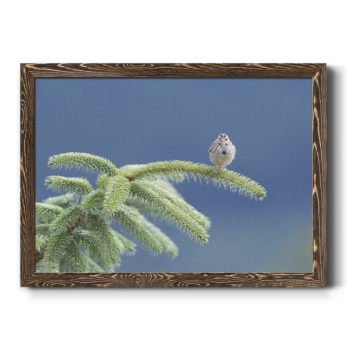 Evergreen Perch-Premium Framed Canvas - Ready to Hang