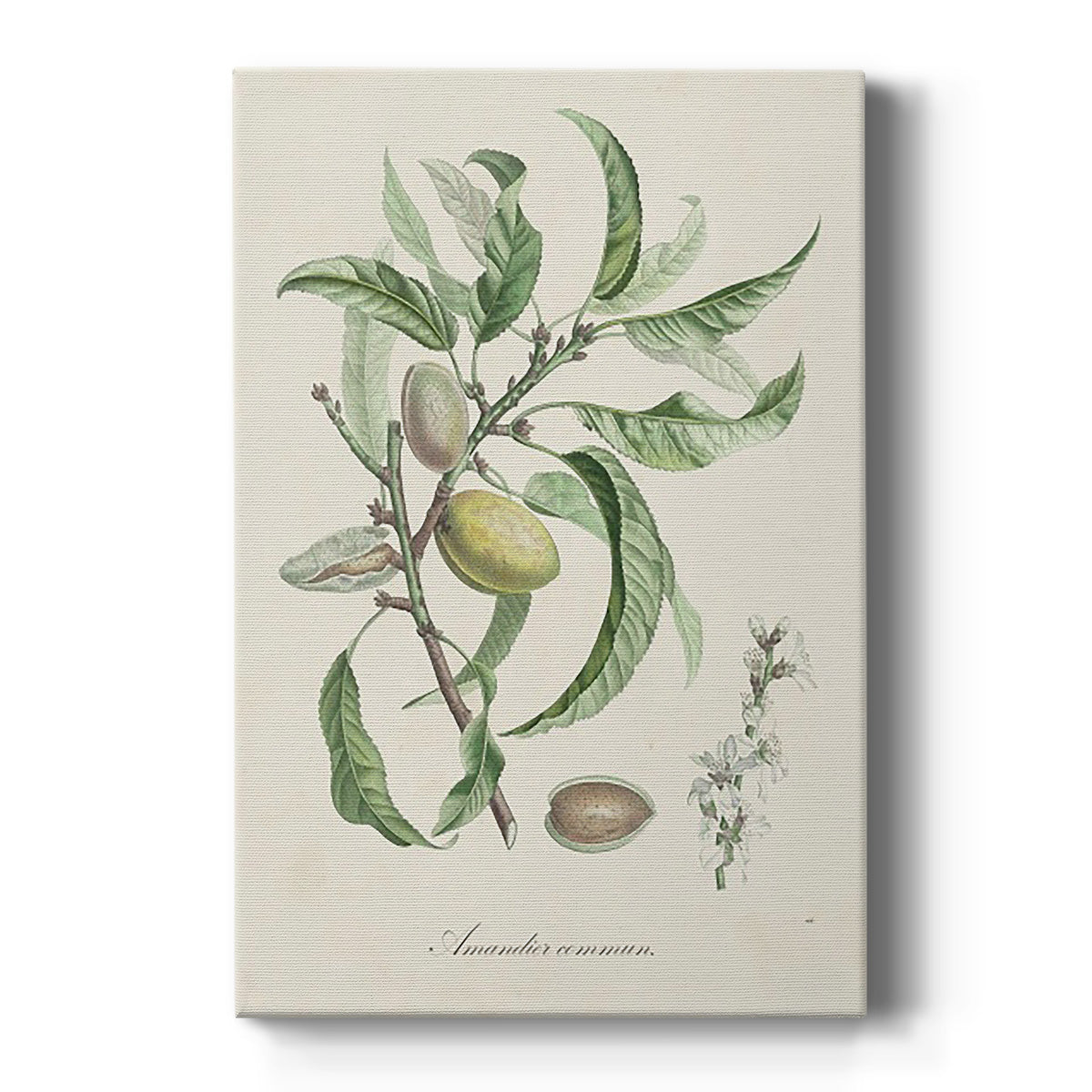 Antique Almond Botanical IV Premium Gallery Wrapped Canvas - Ready to Hang