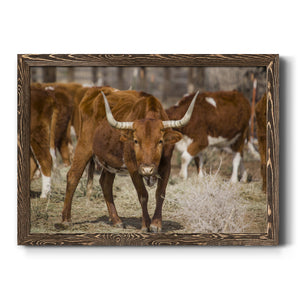 Longhorns-Premium Framed Canvas - Ready to Hang