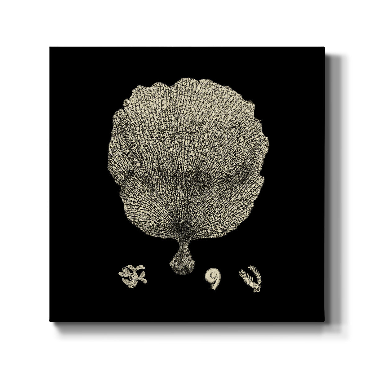 Black and Tan Coral II - Canvas Art Print