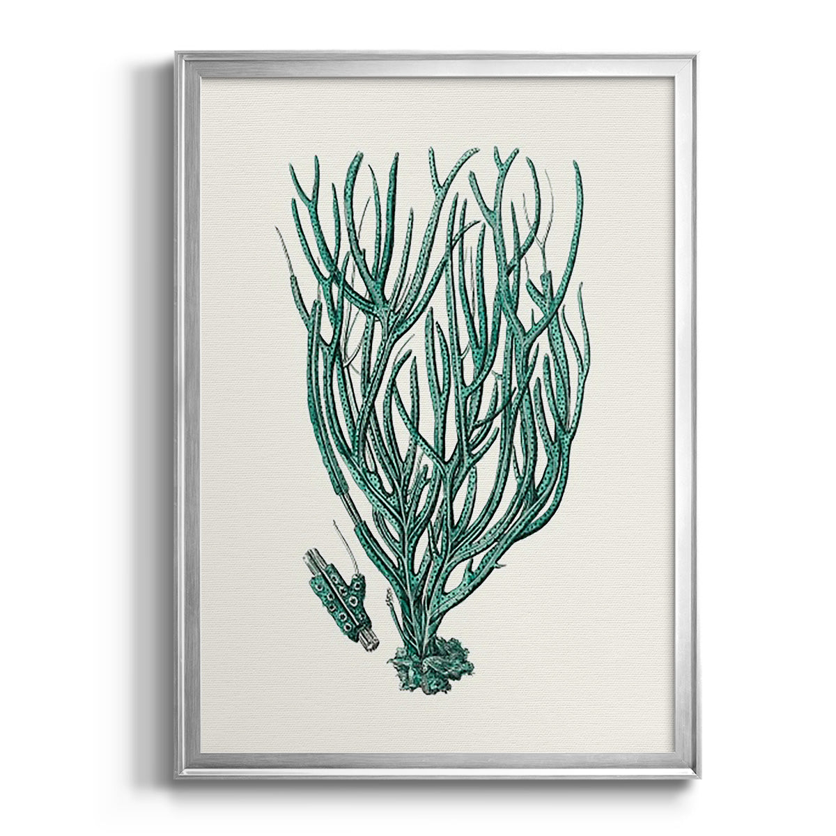 Antique Coastal Coral VIII Premium Framed Print - Ready to Hang