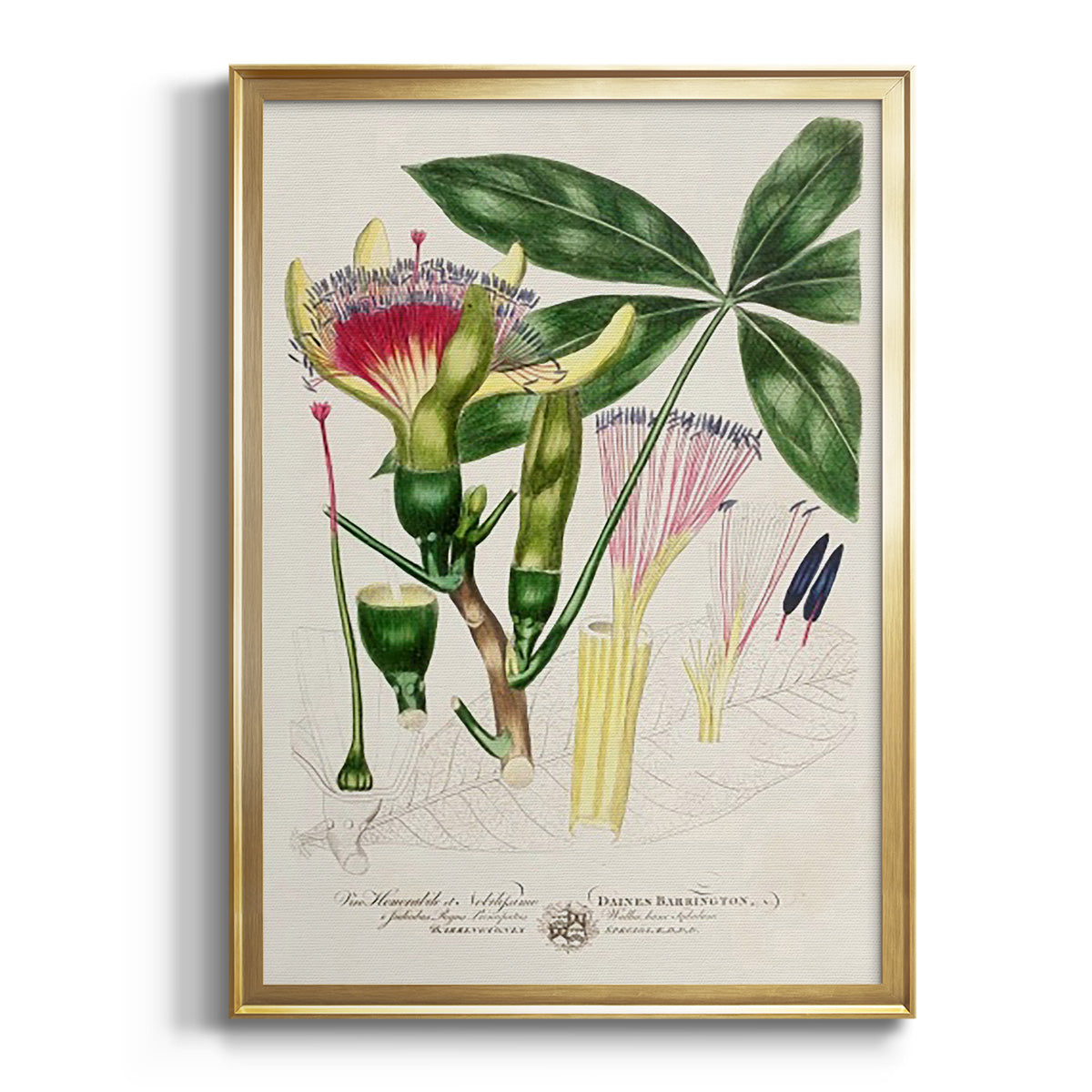Sepia Botanical Journal I - Modern Framed Canvas Print