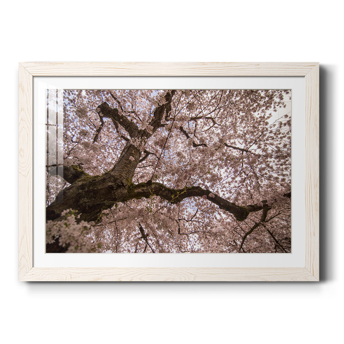 Celebrate-Premium Framed Print - Ready to Hang