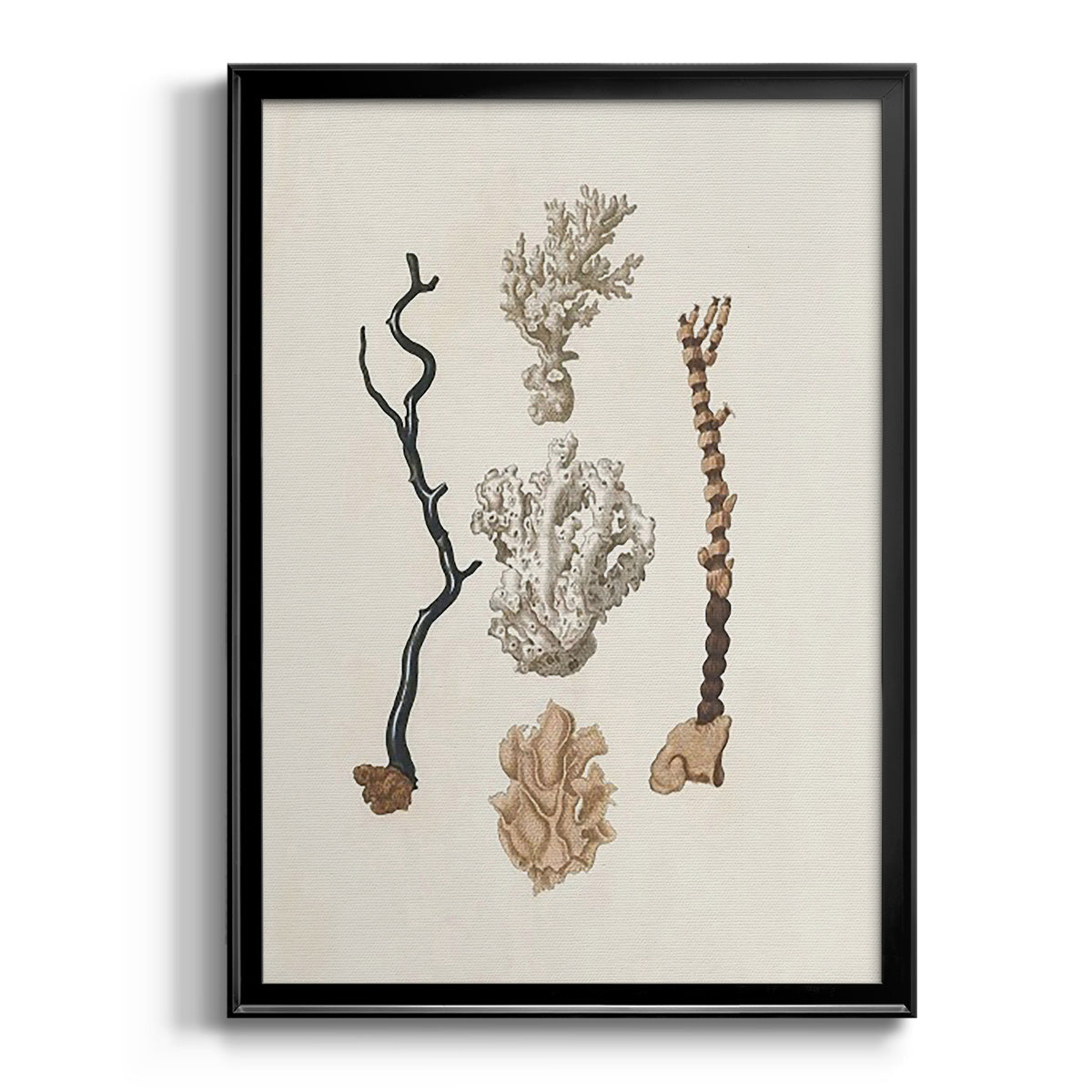 Knorr Shells & Coral V Premium Framed Print - Ready to Hang