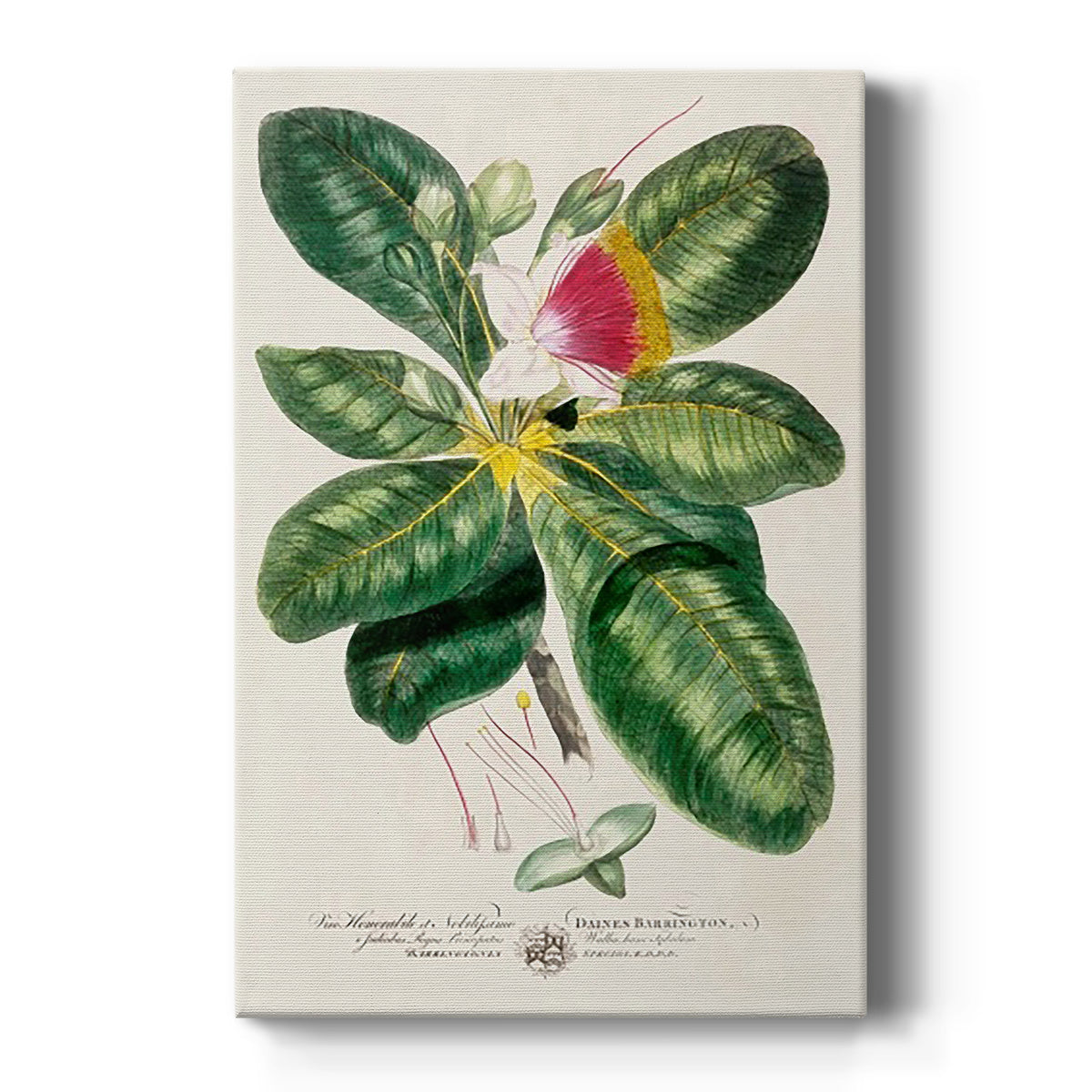 Imperial Tropical Botanical I Premium Gallery Wrapped Canvas - Ready to Hang