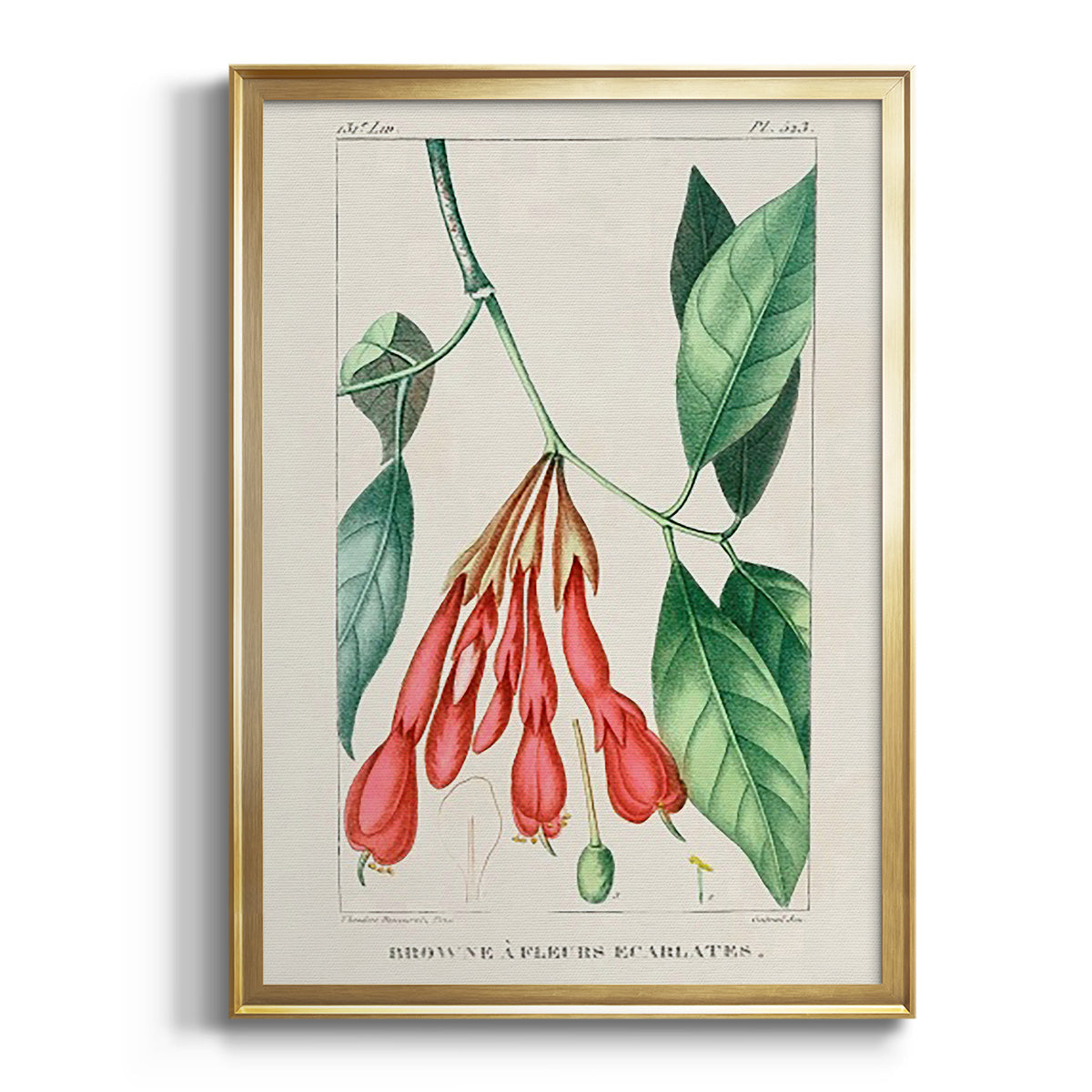 Turpin Tropical Botanicals I Premium Framed Print - Ready to Hang