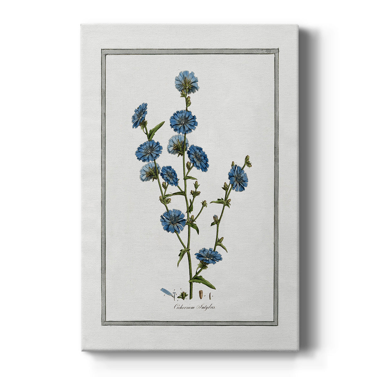 Soft Botanical I - Canvas Art Print