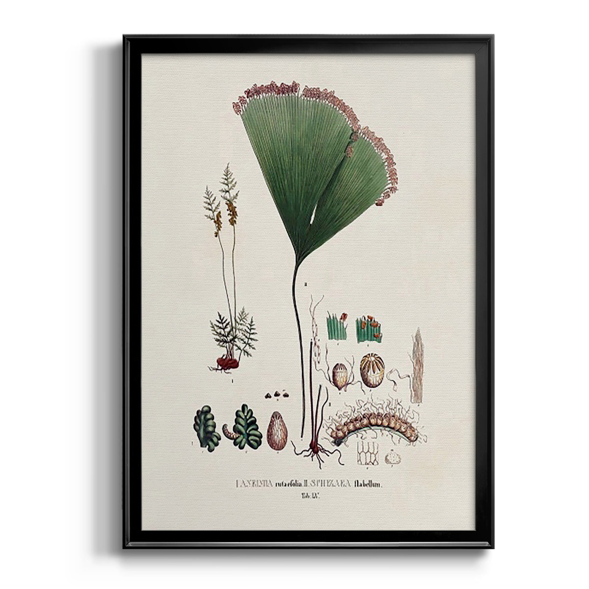 Botanical Society Ferns IX Premium Framed Print - Ready to Hang