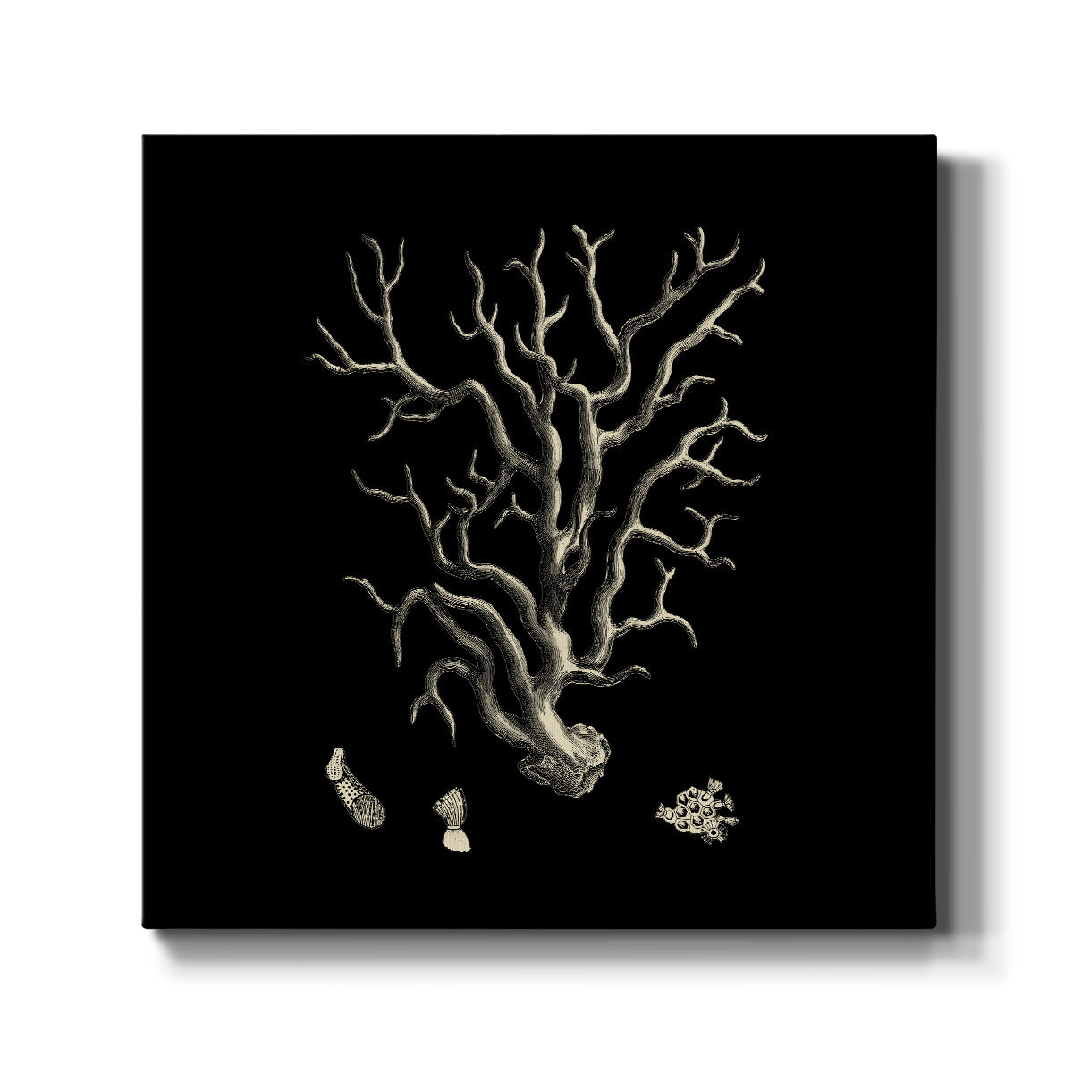 Black and Tan Coral I - Canvas Art Print