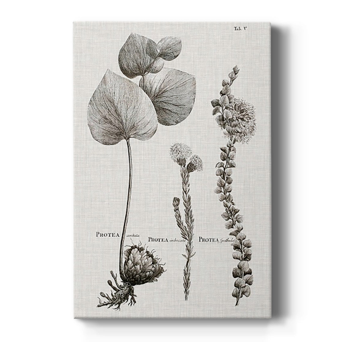 Black & White Protea on Linen II - Canvas Art Print