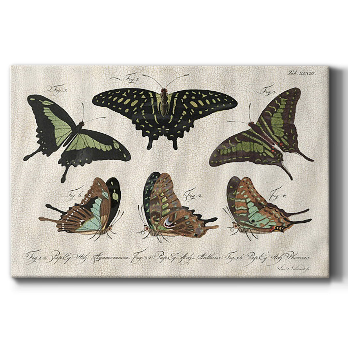 Crackled Butterflies II Premium Gallery Wrapped Canvas - Ready to Hang