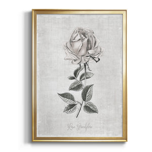 Vintage Botanical II Premium Framed Print - Ready to Hang