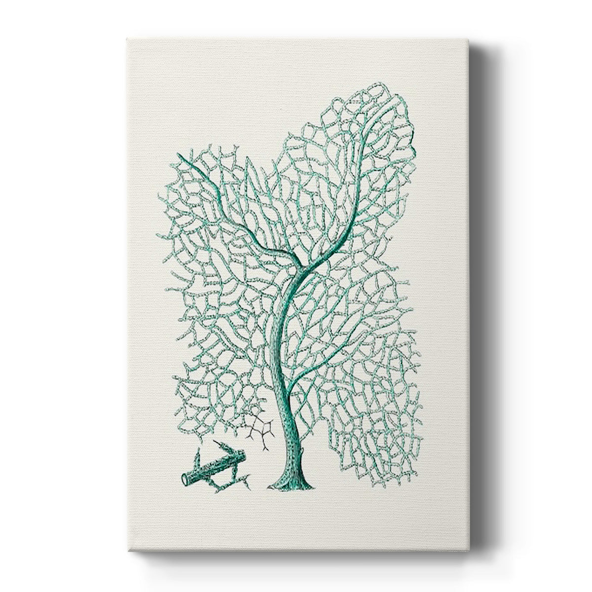 Antique Coastal Coral II - Canvas Art Print