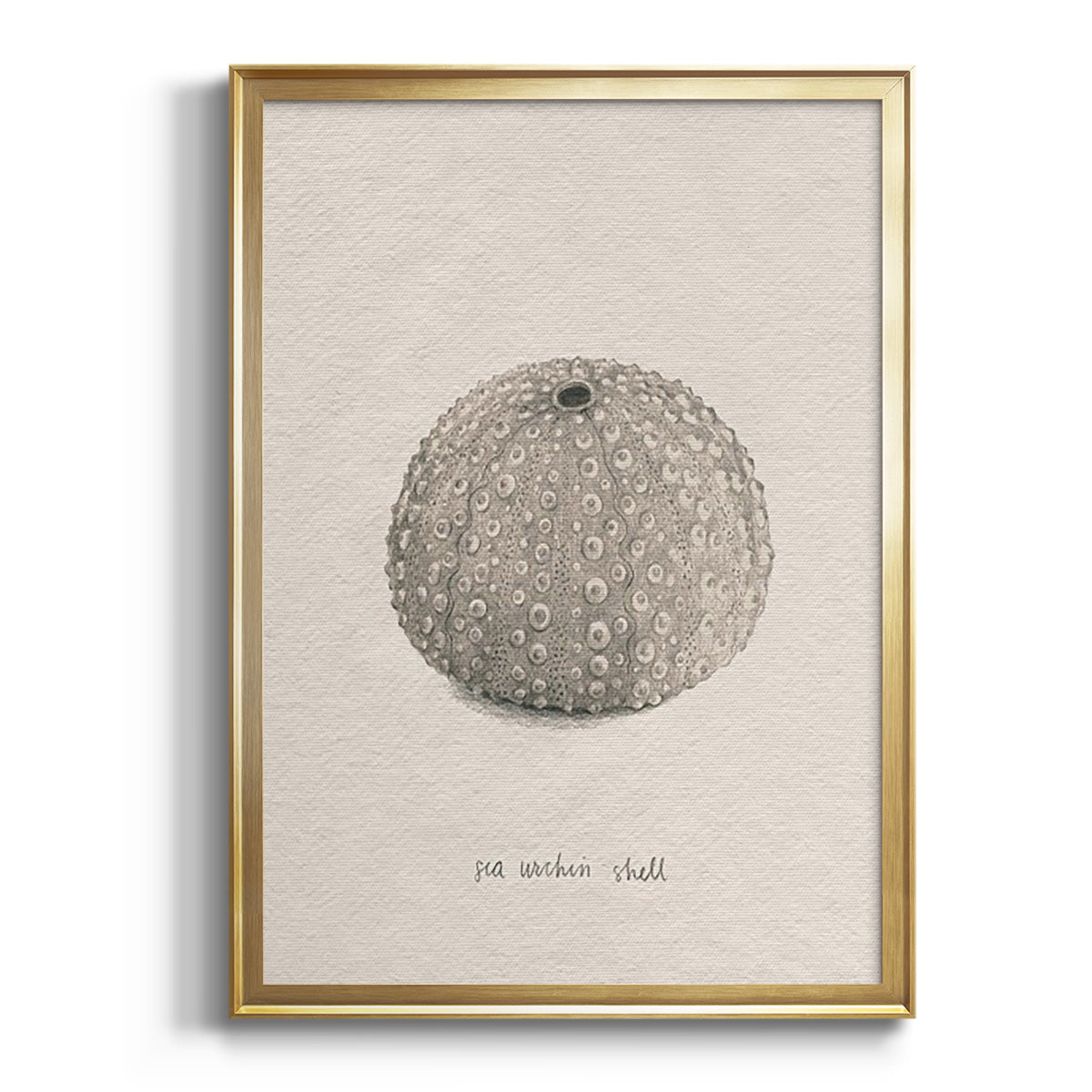 Soft Half Shell I - Modern Framed Canvas Print