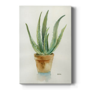 Succulent IV Premium Gallery Wrapped Canvas - Ready to Hang