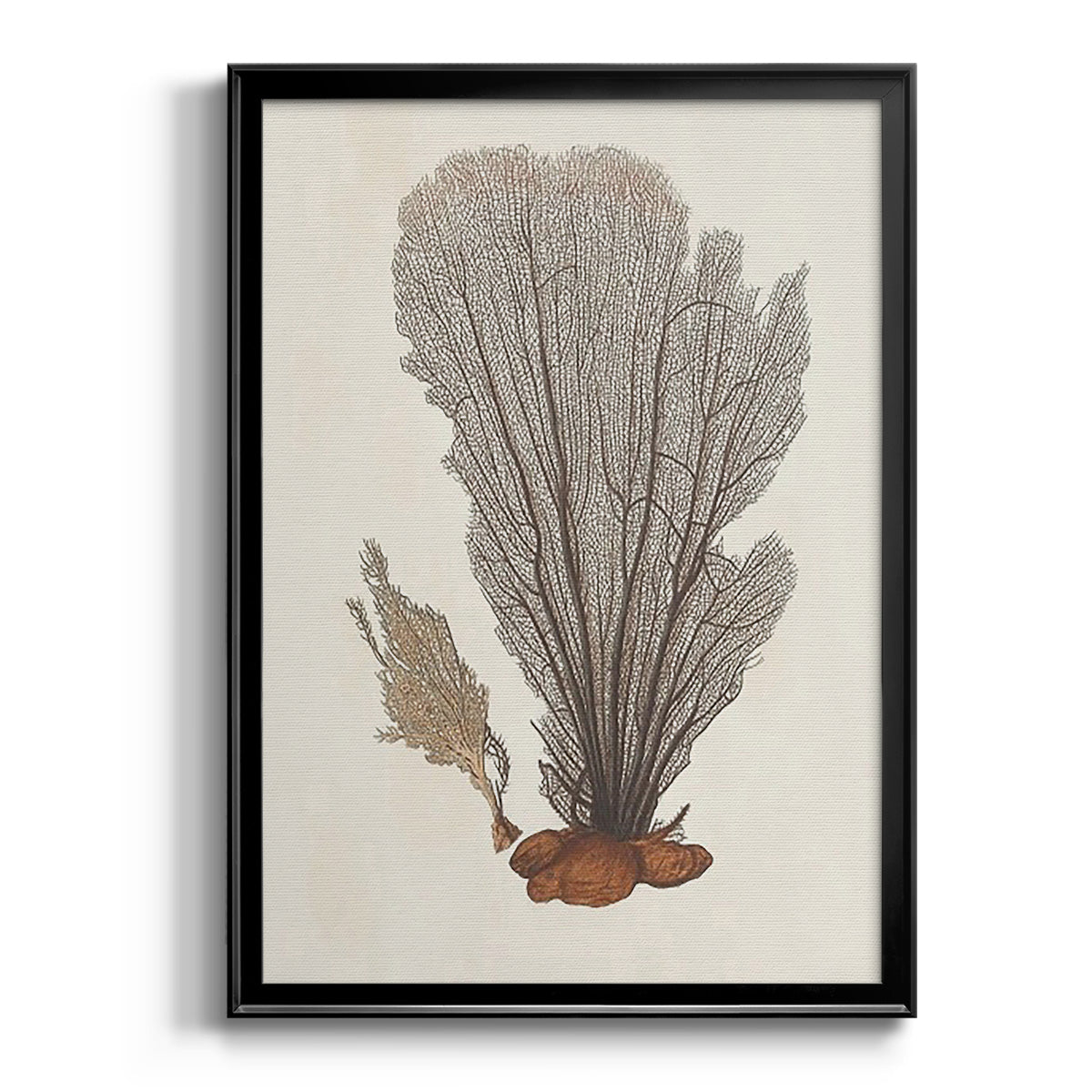 Knorr Shells & Coral III Premium Framed Print - Ready to Hang