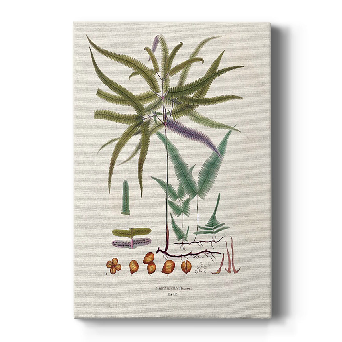 Botanical Society Ferns VIII - Canvas Art Print