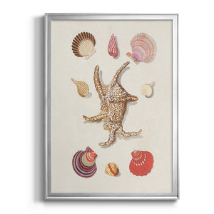 Knorr Shells & Coral II Premium Framed Print - Ready to Hang