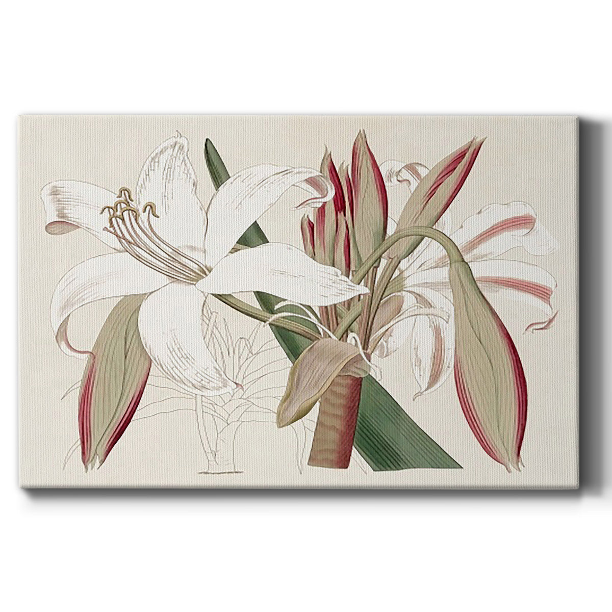 Amaryllis Varietals II Premium Gallery Wrapped Canvas - Ready to Hang