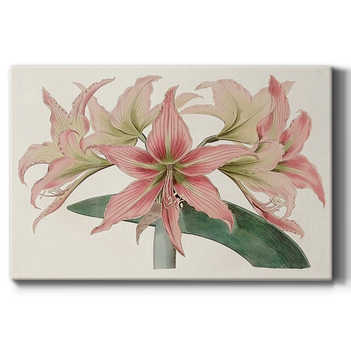 Amaryllis Varietals I - Canvas Art Print
