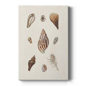 Knorr Shells & Coral IX Premium Gallery Wrapped Canvas - Ready to Hang