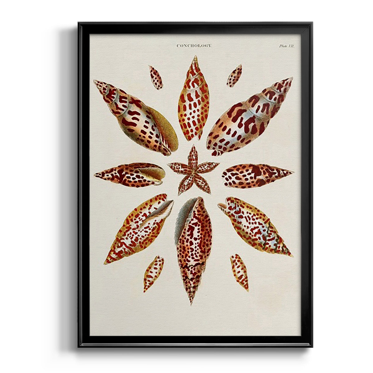 Spiral Shell Formation I Premium Framed Print - Ready to Hang