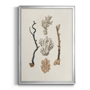 Knorr Shells & Coral V Premium Framed Print - Ready to Hang