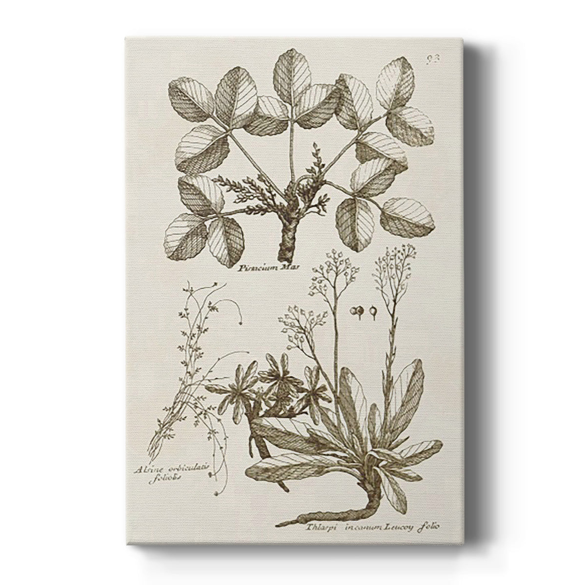Sepia Botanical Journal VI - Canvas Art Print