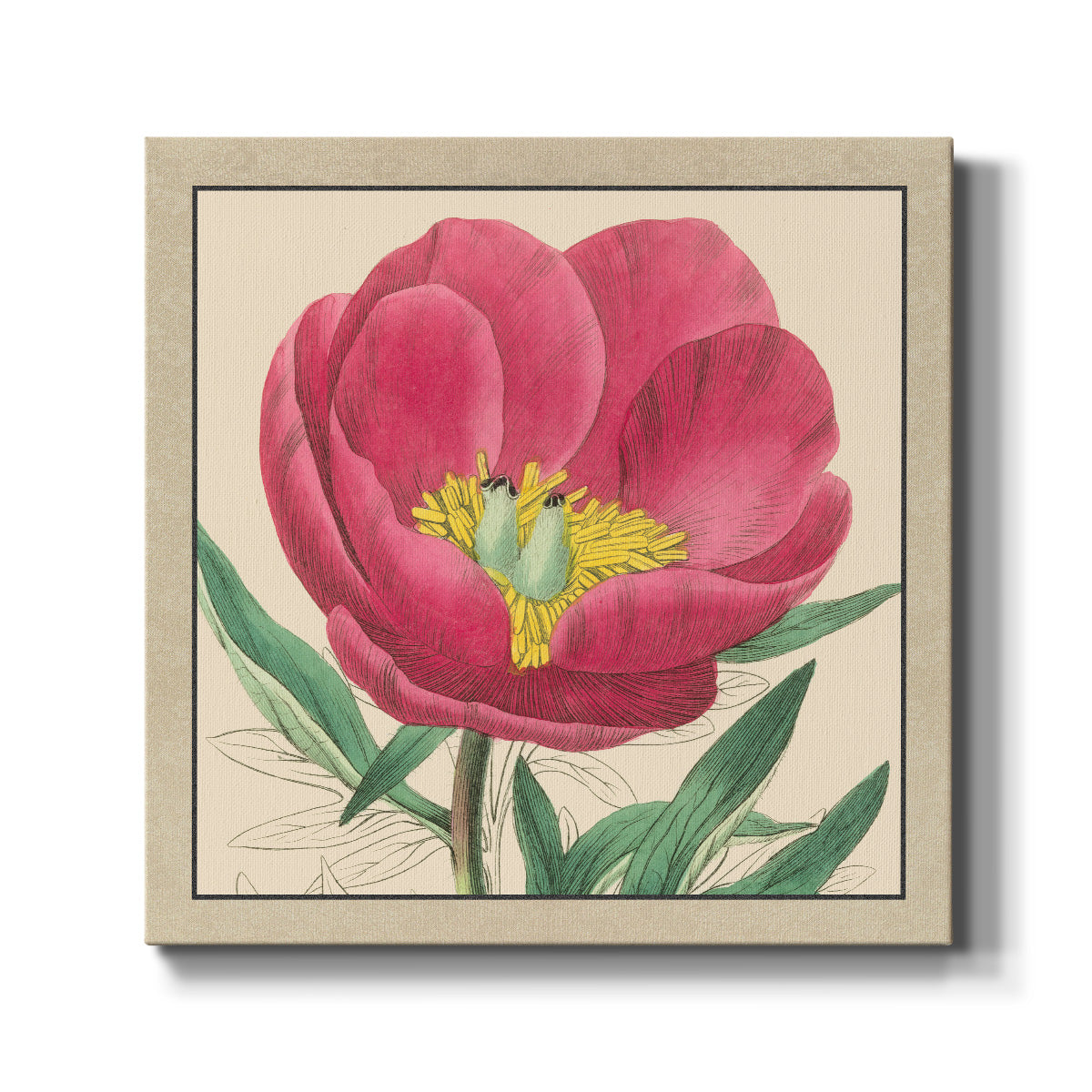 Peony Collection I - Canvas Art Print