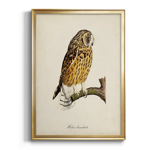 French Owls II Premium Framed Print - Ready to Hang