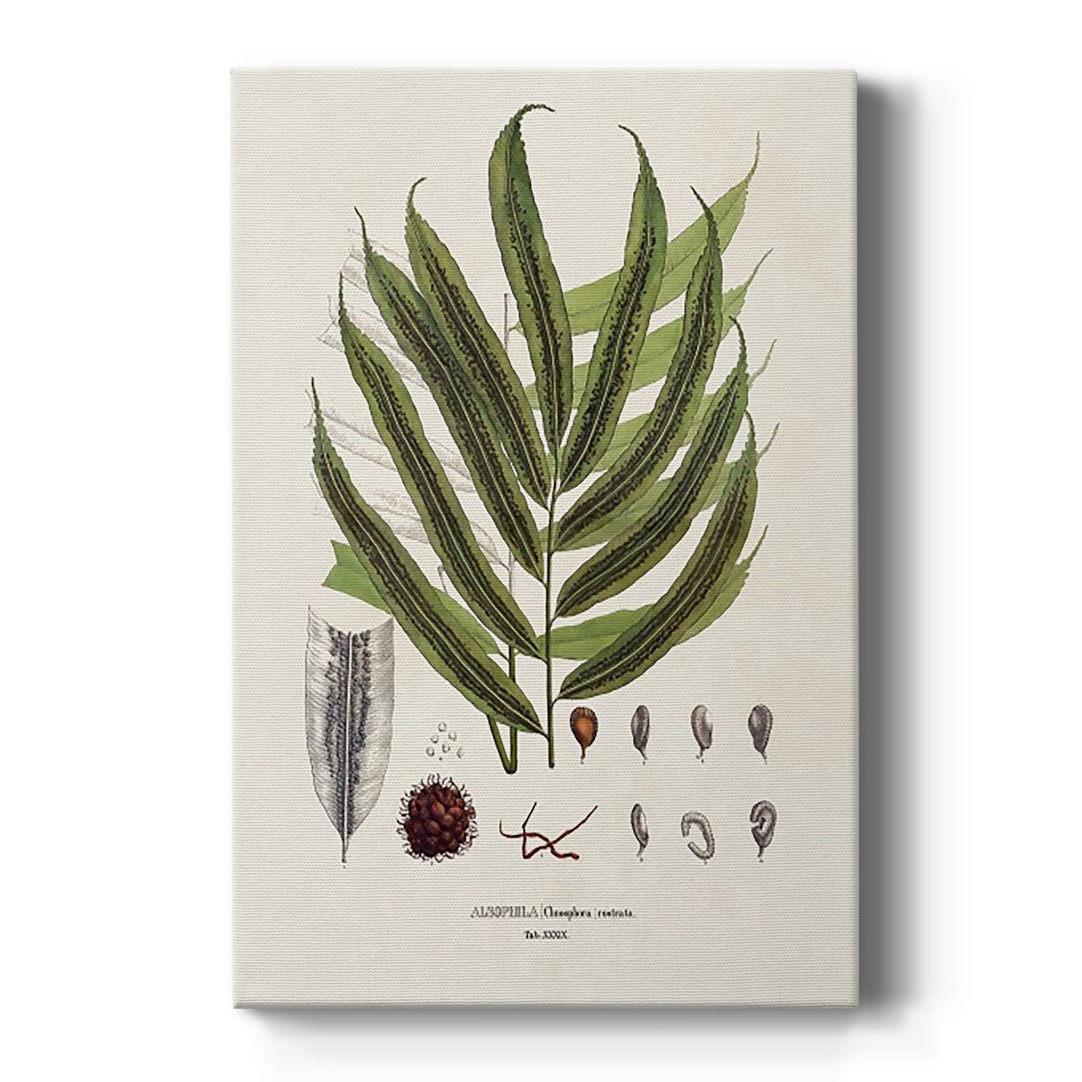 Botanical Society Ferns II - Canvas Art Print