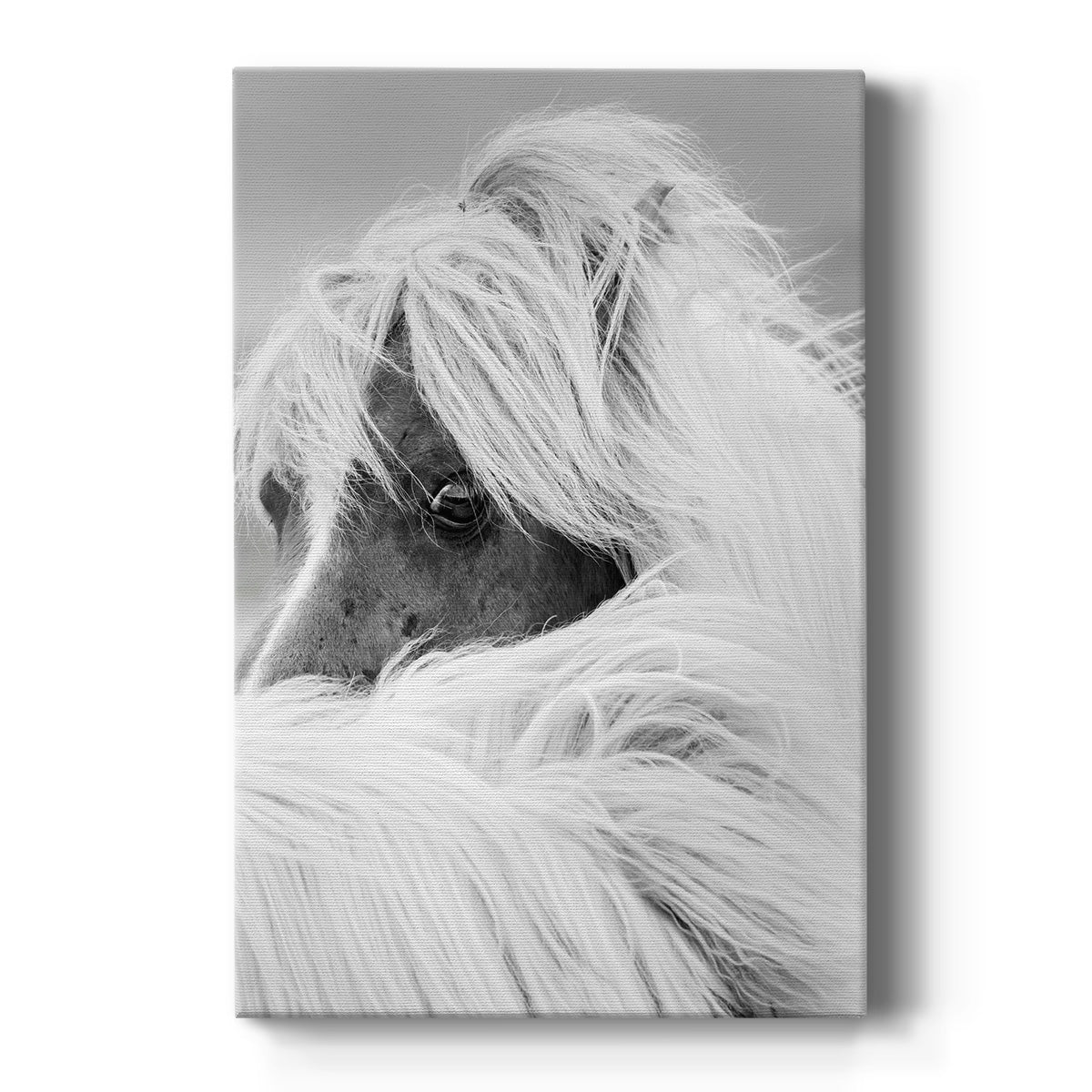 Island Pony II - Canvas Art Print
