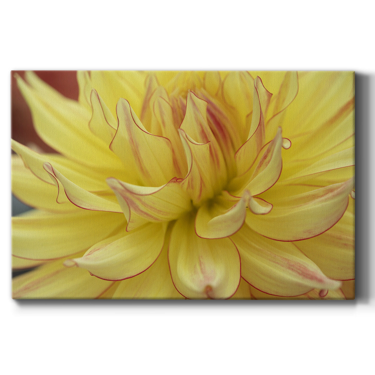 Blooms I - Canvas Art Print