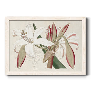 Amaryllis Varietals II-Premium Framed Canvas - Ready to Hang