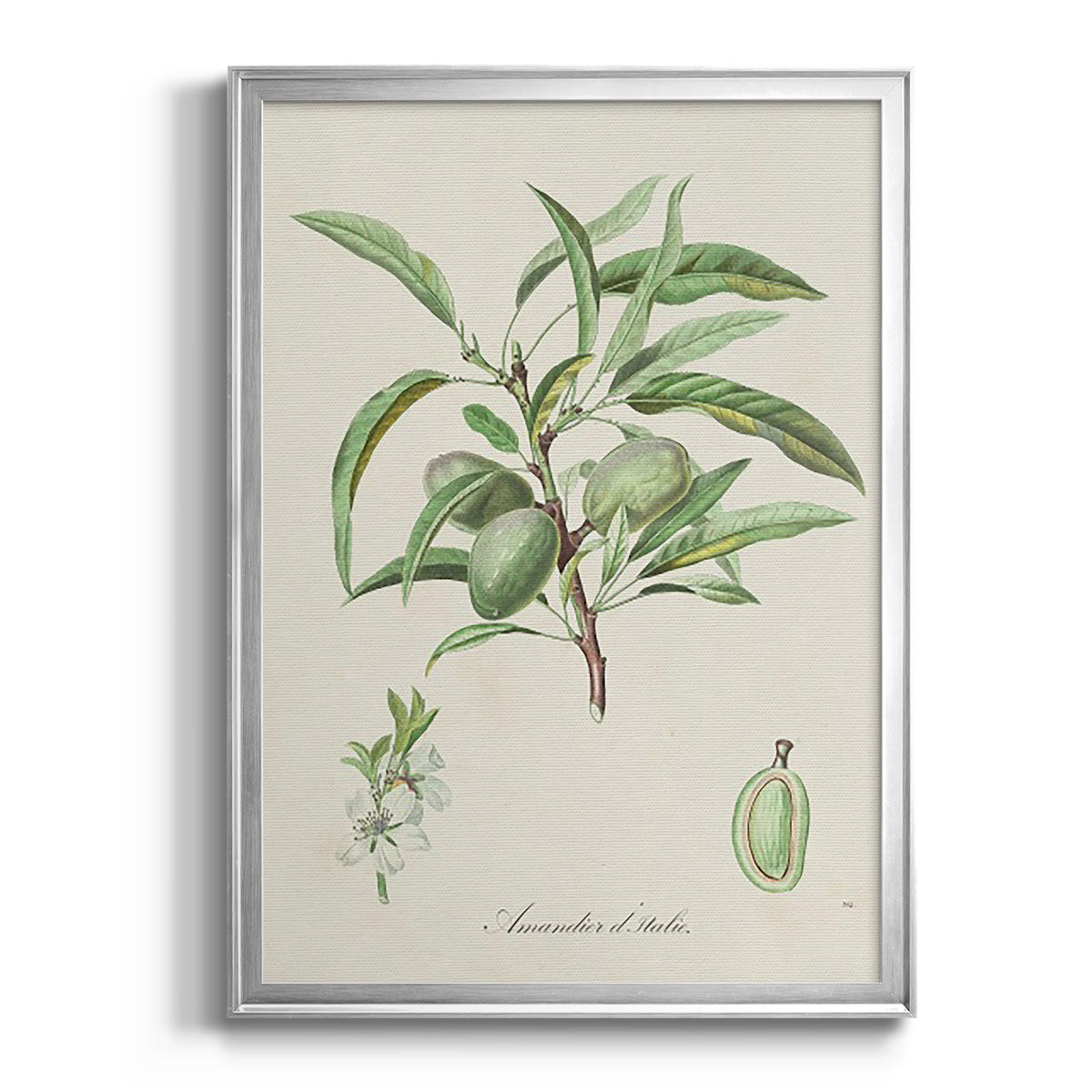 Antique Almond Botanical III Premium Framed Print - Ready to Hang