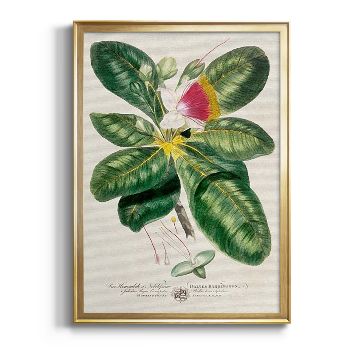 Sepia Botanical Journal I - Modern Framed Canvas Print