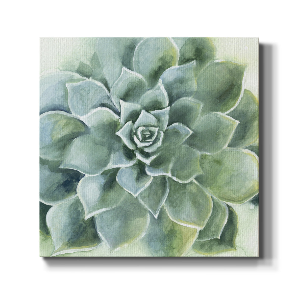 Verdant Succulent II-Premium Gallery Wrapped Canvas - Ready to Hang