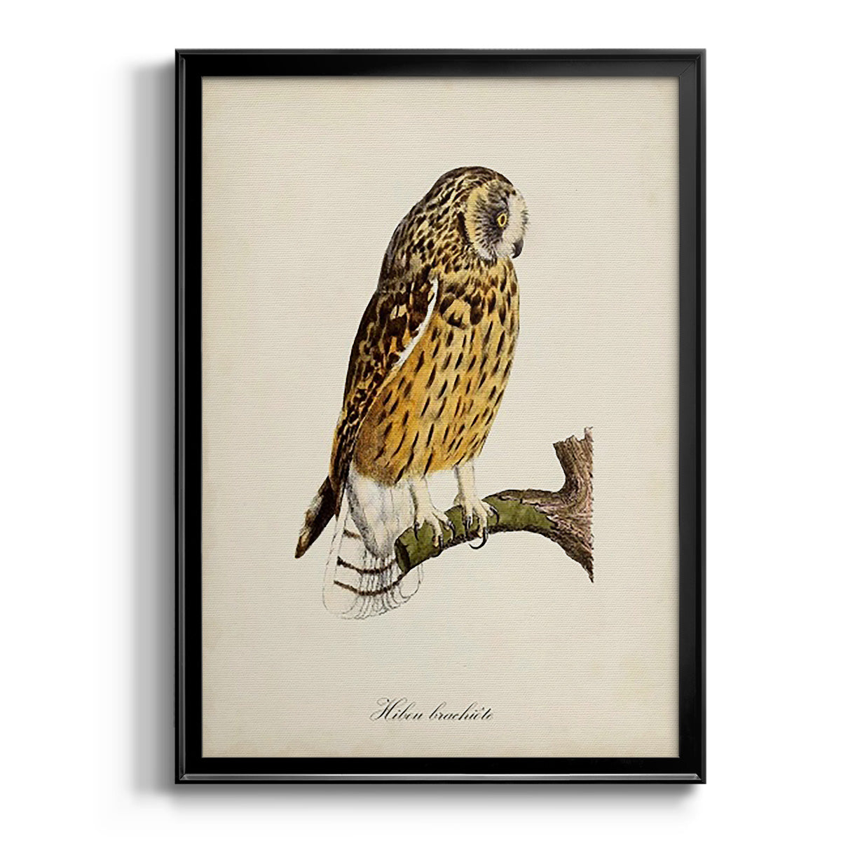 French Owls II Premium Framed Print - Ready to Hang