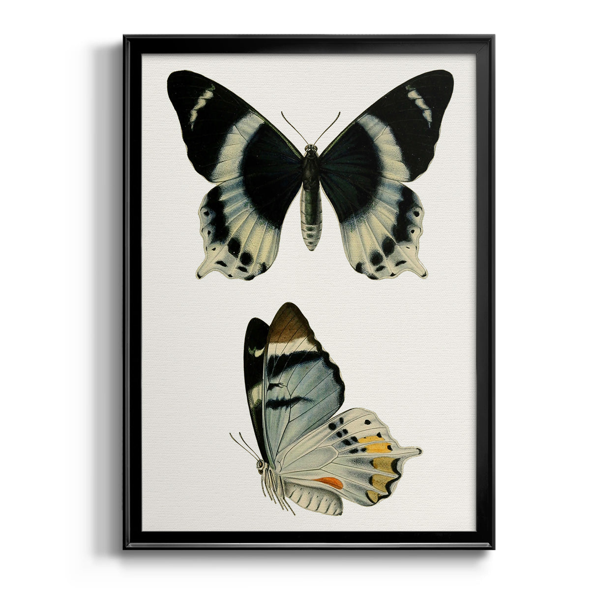 Antique Blue Butterflies I Premium Framed Print - Ready to Hang