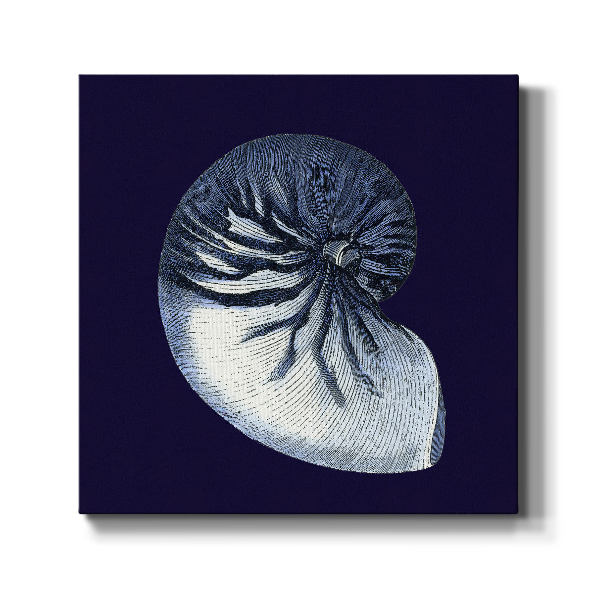 Indigo Shells VII - Canvas Art Print