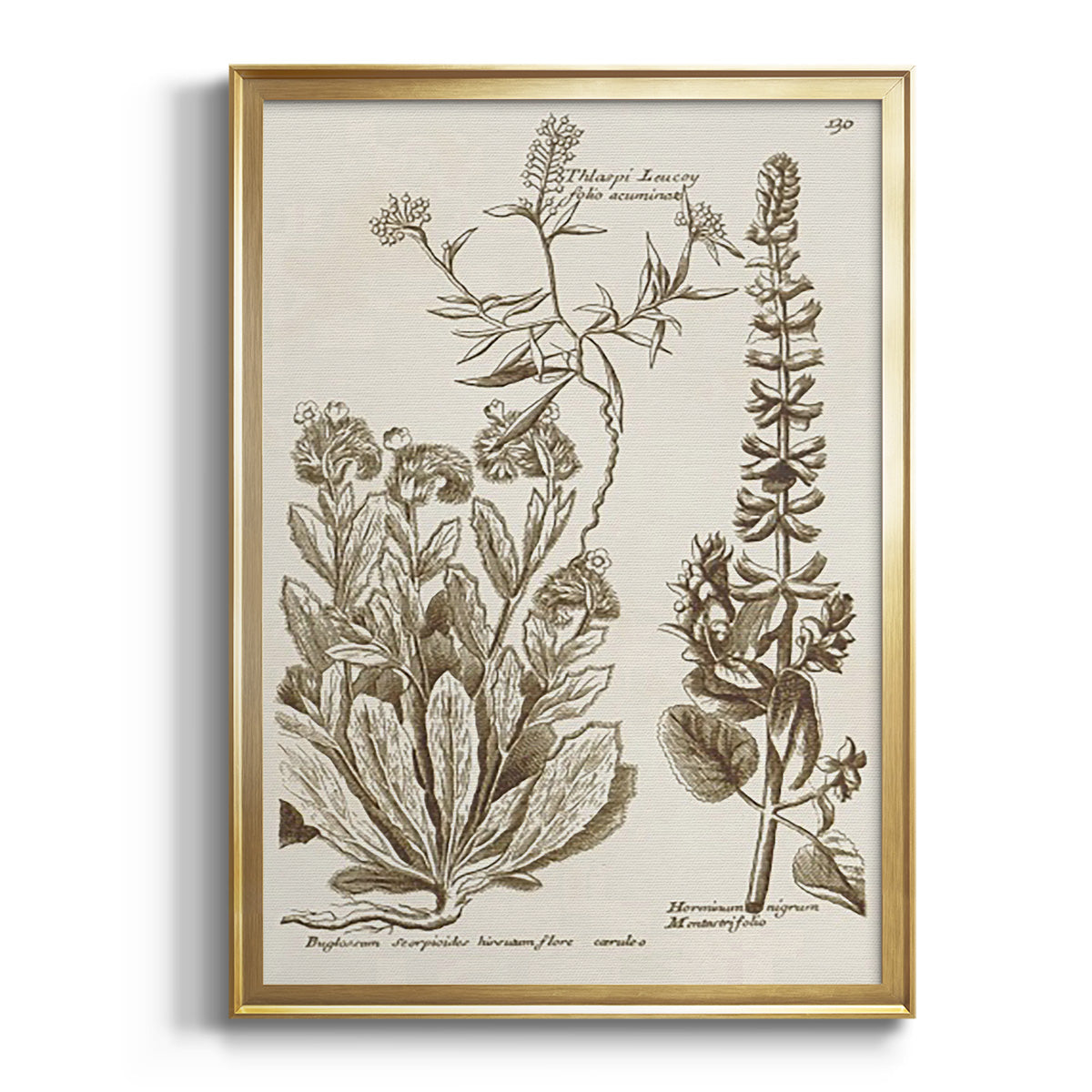 Sepia Botanical Journal I - Modern Framed Canvas Print