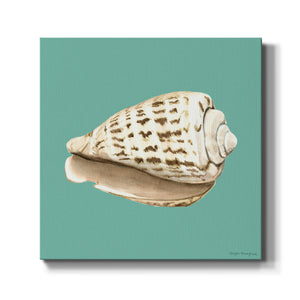 Shell on Aqua II-Premium Gallery Wrapped Canvas - Ready to Hang