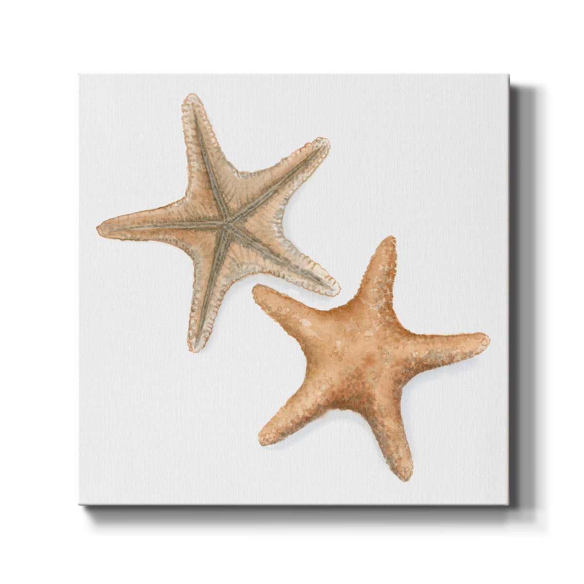 Watercolor Shells III - Canvas Art Print