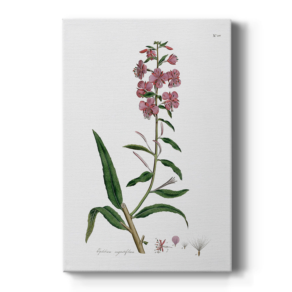 Rose Botanical I Premium Gallery Wrapped Canvas - Ready to Hang