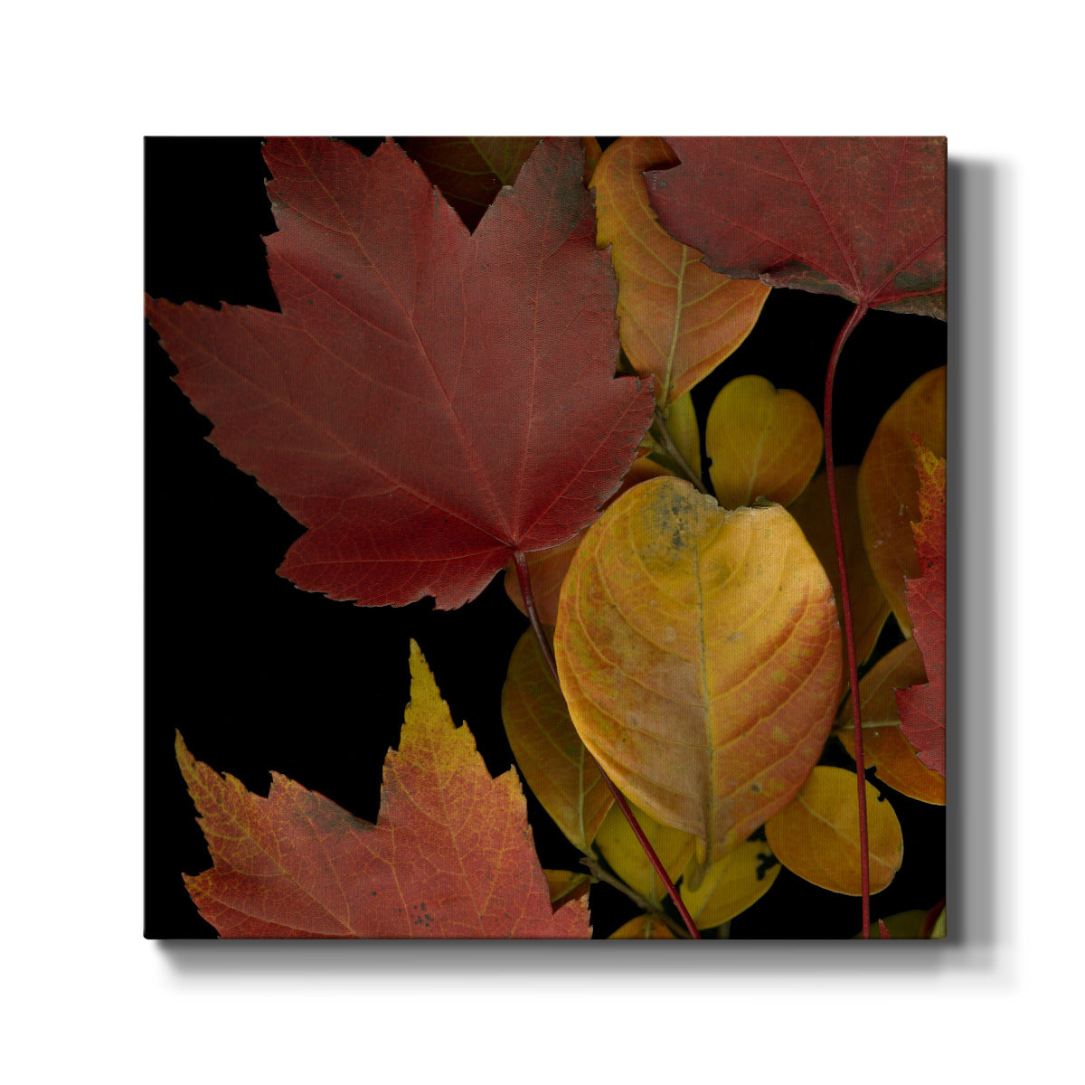 Small Vivid Leaves IV (ST) - Canvas Art Print