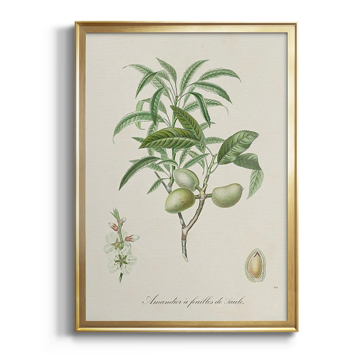 Sepia Botanical Journal I - Modern Framed Canvas Print