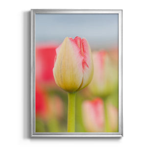 Twotone Tulip Premium Framed Print - Ready to Hang