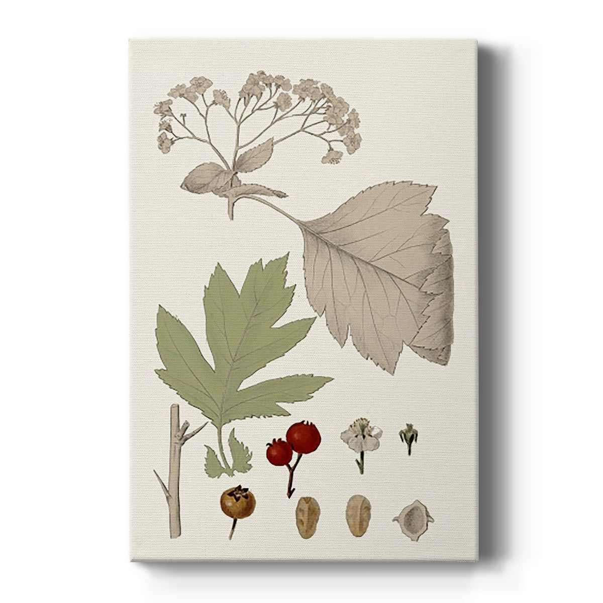 Leaves & Berries II Premium Gallery Wrapped Canvas - Ready to Hang