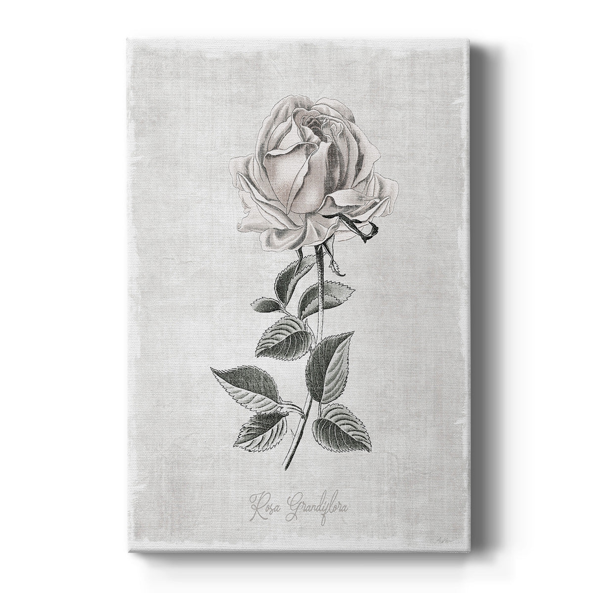 Vintage Botanical II - Canvas Art Print