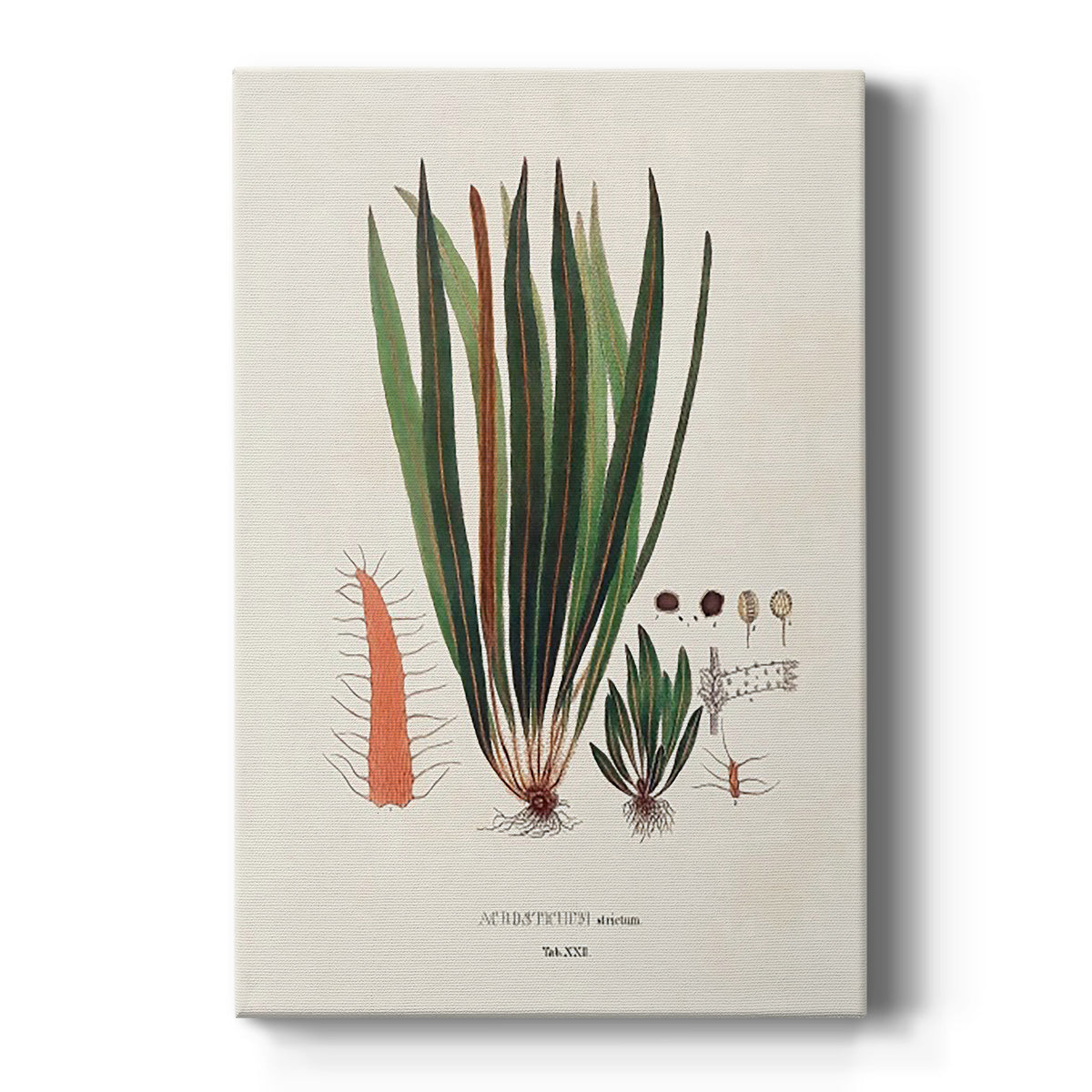 Botanical Society Ferns V - Canvas Art Print
